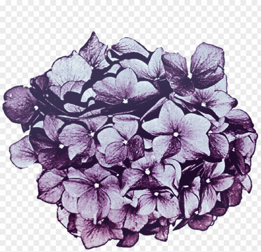 Purple Hydrangea Lavender Lilac Cut Flowers PNG