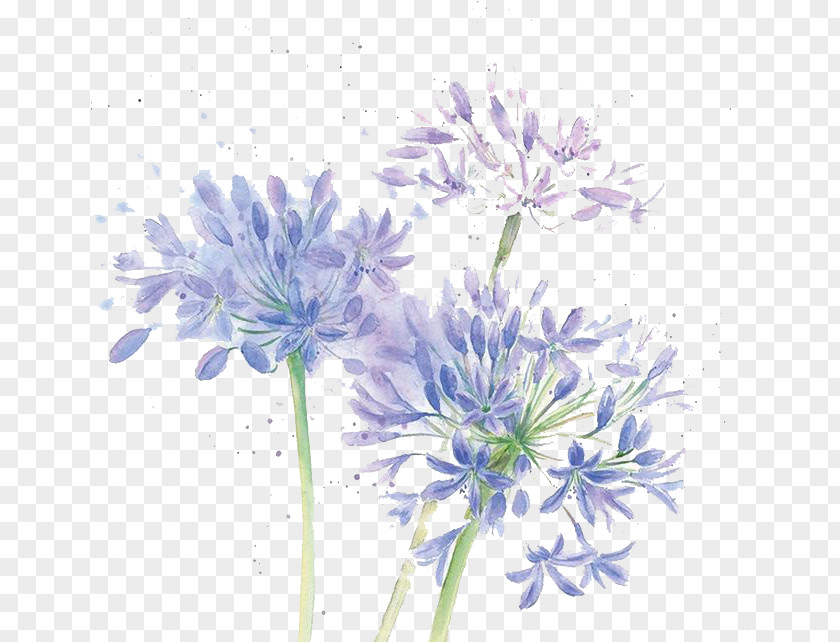 Watercolor Flowers Floral Design Cut Chrysanthemum Blue PNG