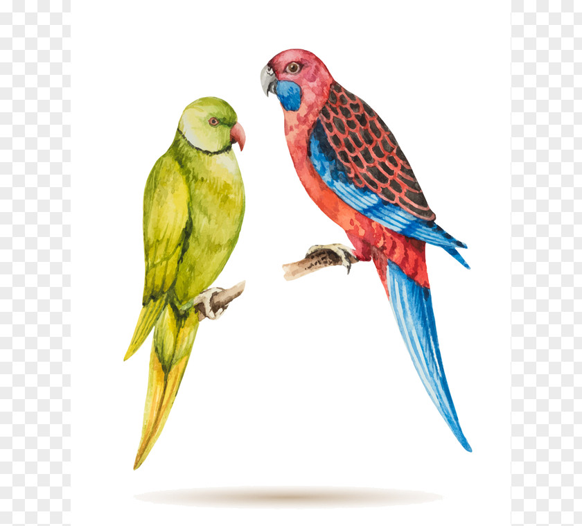 Wing Lovebird Bird Parrot PNG