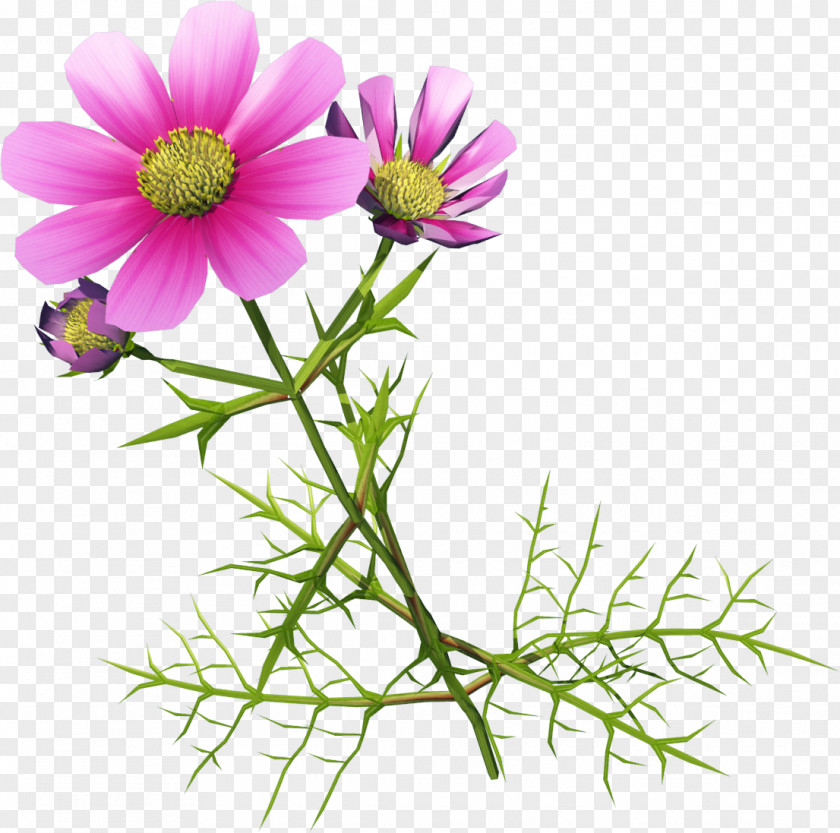 Chrysanthemum Indicum Google Images PNG