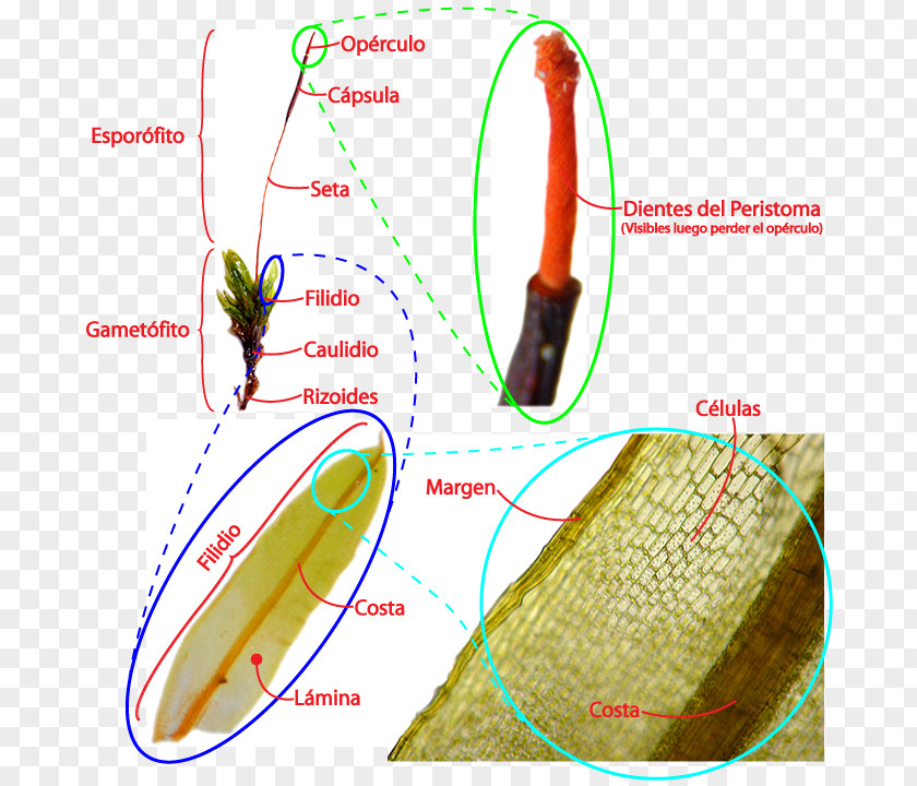 Plants Moss Non-vascular Plant Bryophyte Cuống Dạng Lá PNG