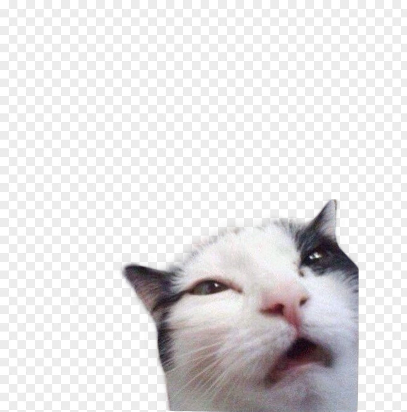 Whiskers Meme Sticker Aegean Cat PNG cat, meme clipart PNG