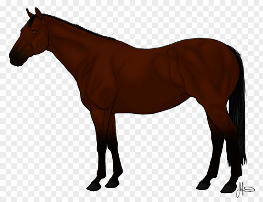 Arabian Horse Thoroughbred Andalusian American Quarter Mane PNG