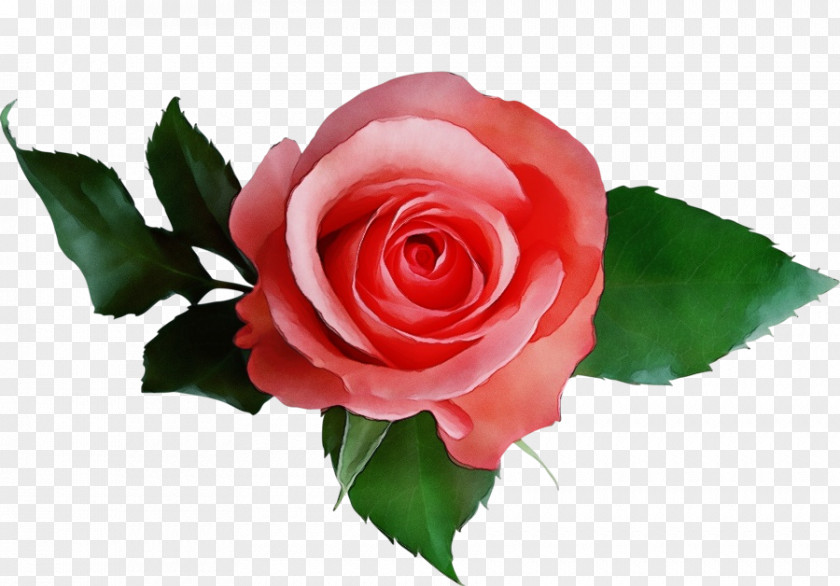 Floribunda Petal Garden Roses PNG