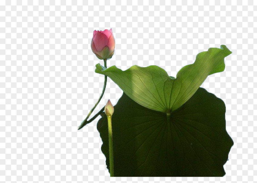 Love Lotus Said Nelumbo Nucifera U611bu84eeu8aaa Flower Floral Design PNG