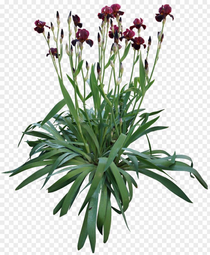 Bulb Irises Rhizome Cut Flowers Plant Stem PNG