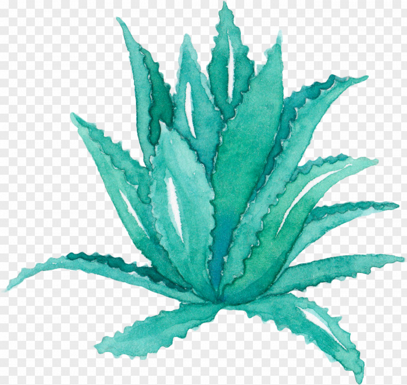 Creative Hand-painted Aloe Vera Leaf Agave Watercolor Painting Succulent Plant PNG