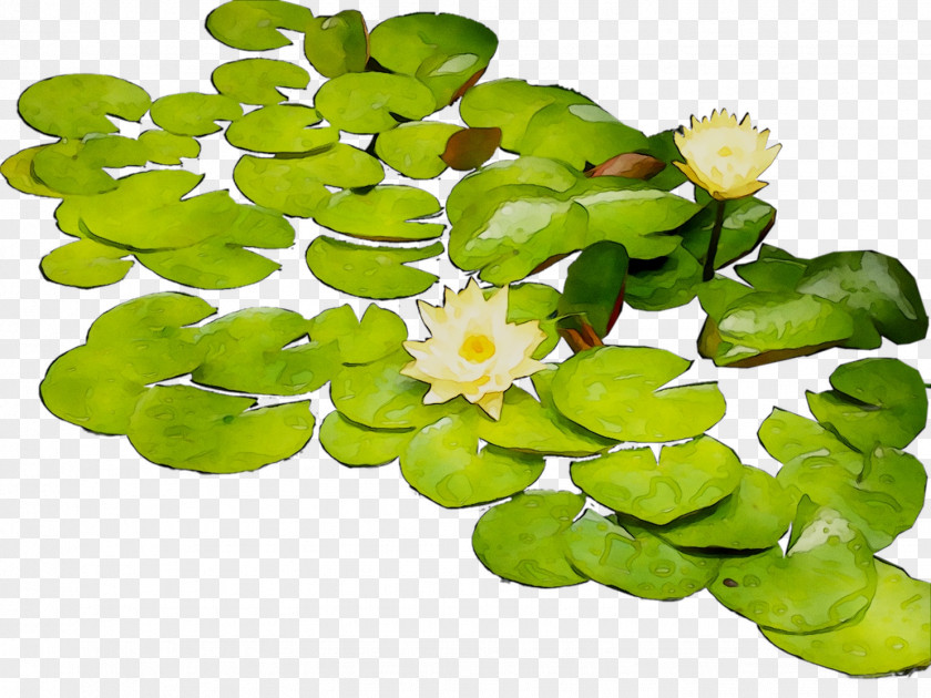 Flower Aquatic Plants PNG