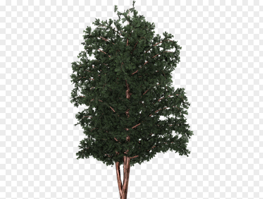 Functional Spruce English Yew Christmas Tree Fir Pine PNG