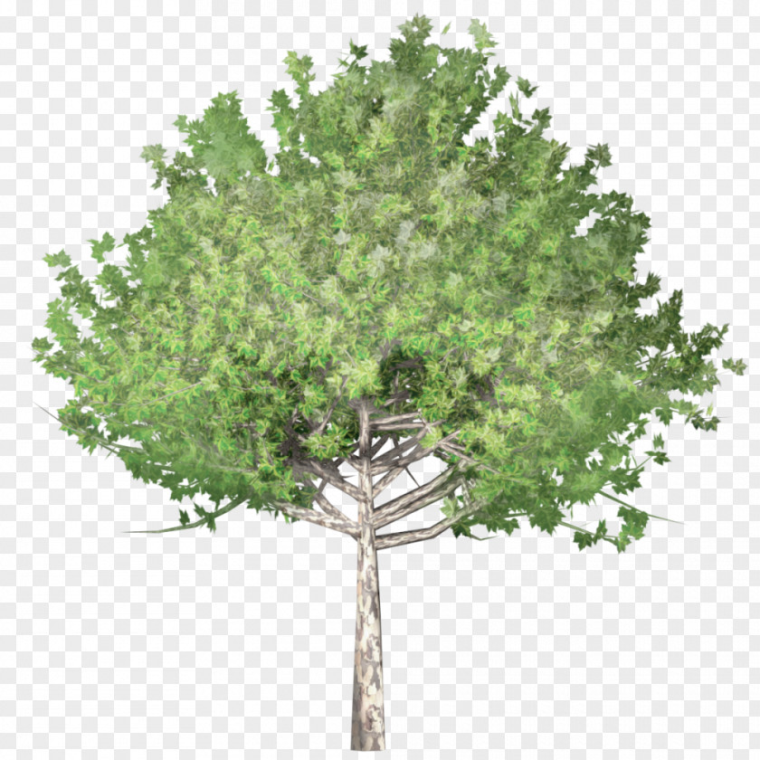 Tree Drawing Clip Art PNG