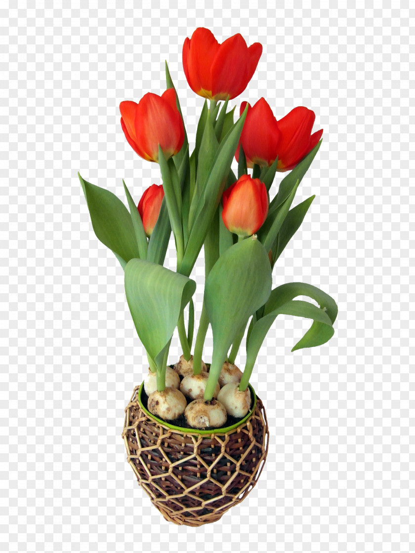 Crocus Tulip Flower Bulb Clip Art PNG