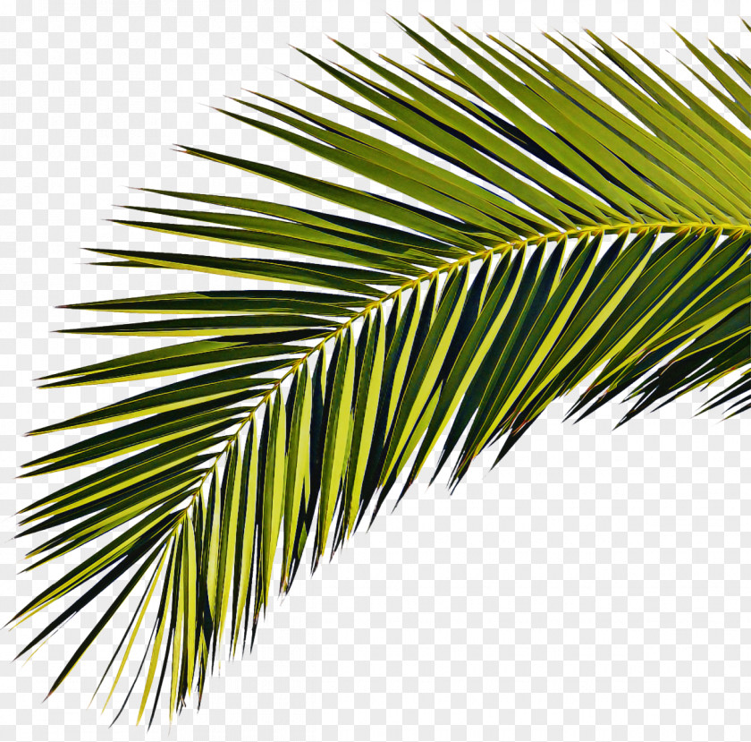 Fir Evergreen Palm Tree Background PNG