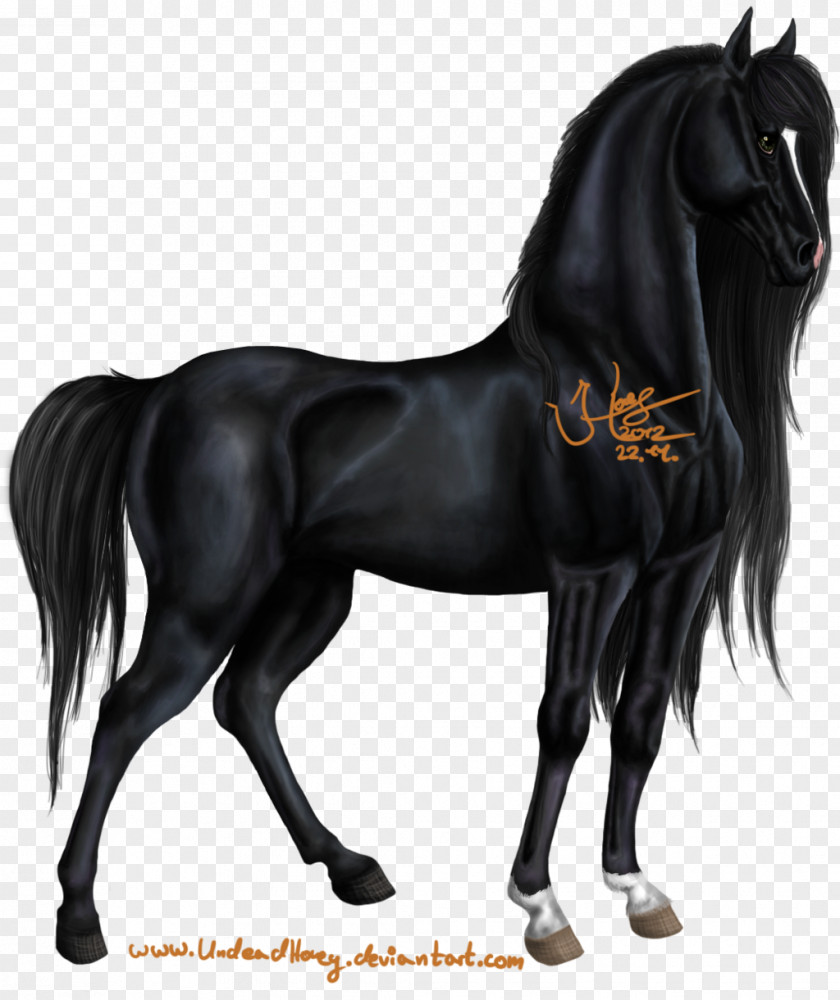 Horse Percheron Mustang Arabian Stallion Pony PNG