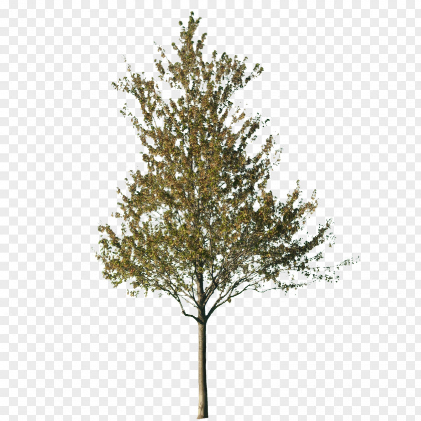 Money Tree Silver Birch Conifers PNG