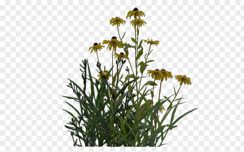 Plants English Lavender Plant Shrub Ornamental Grass PNG