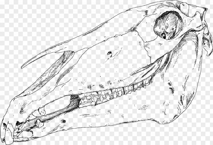 Skull Human Dinosaur Nose Bone PNG