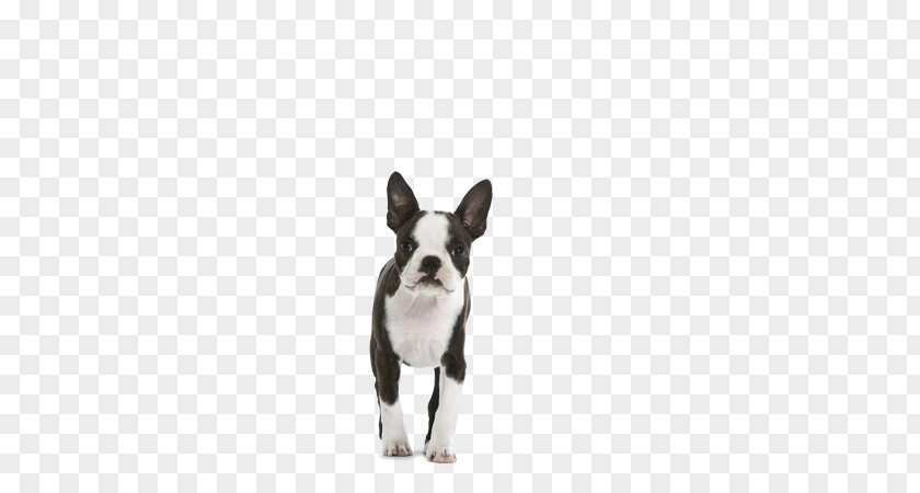 Small Dog Boston Terrier Puppy Breed Non-sporting Group Royal Canin PNG
