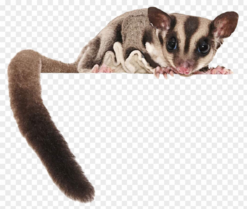 Squirrel Sugar Glider Flying Stock Photography PNG