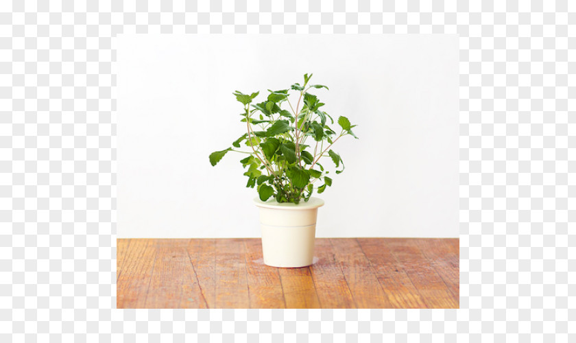Catnip Hyssop Herb Click & Grow Flowerpot PNG