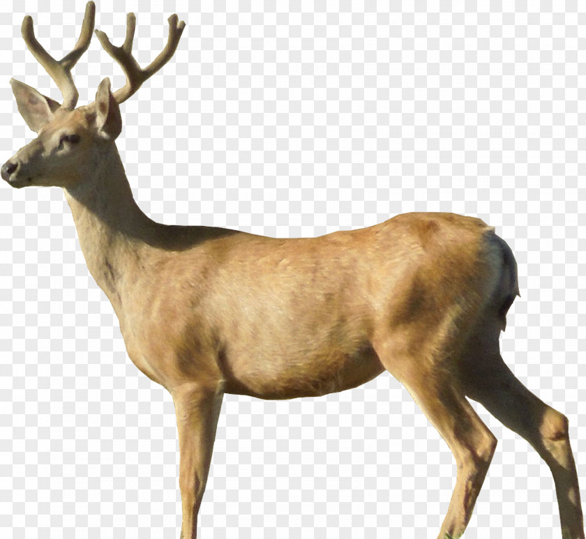 Deer Image White-tailed Moose Roe PNG