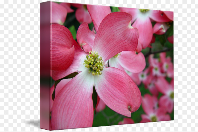 Dogwood Mallows Pink M Plant Stem Herbaceous PNG