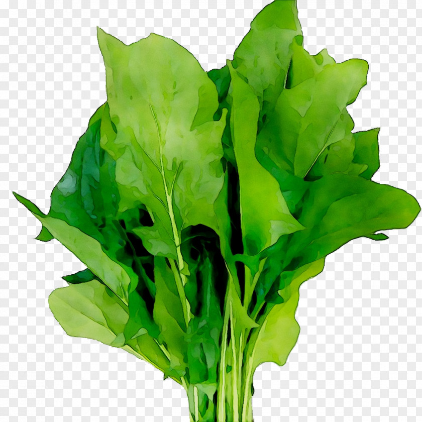 Mint Spinach Herb Morocco Spring Greens PNG