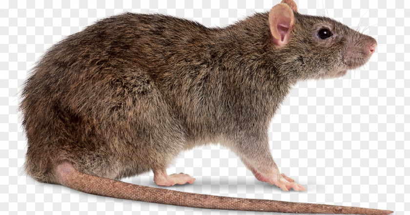Rat & Mouse Brown Black Rodent PNG