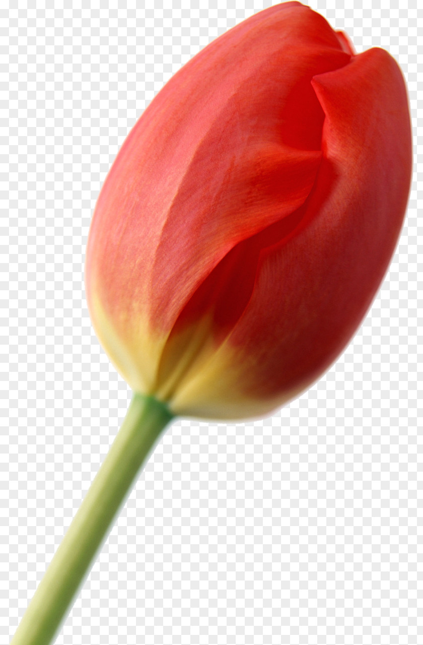 Tulip Common Sunflower Red Bud PNG