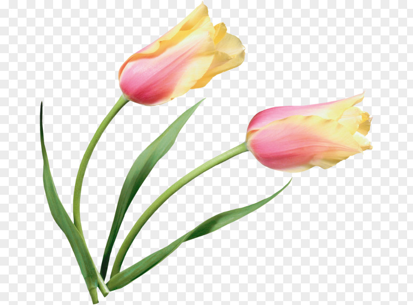 Tulip Petal Cut Flowers Clip Art PNG