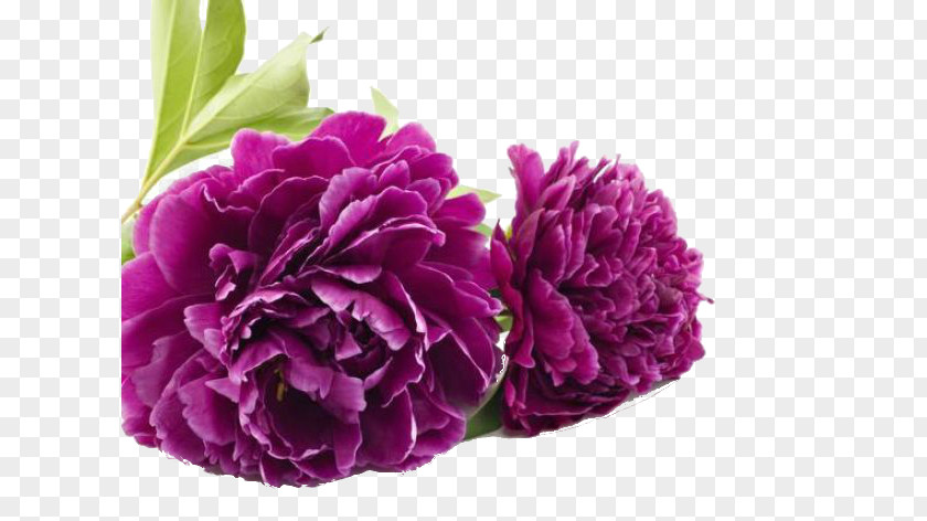 Flower Birthday Carnation PNG