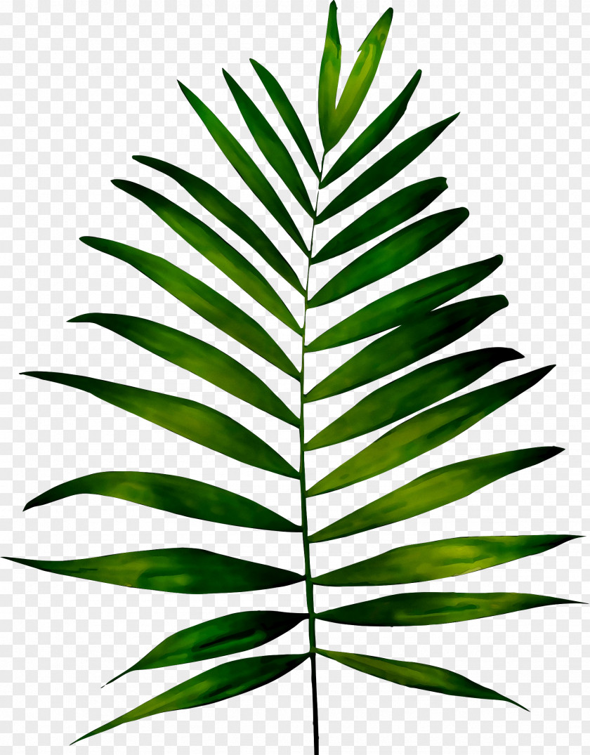 Frond Fern Leaf Palm Trees Plants PNG