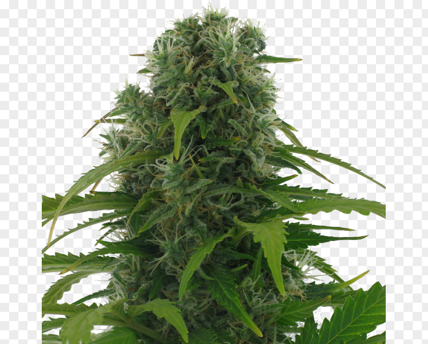 Cannabis Autoflowering Afghanistan Kush Sativa Seed PNG