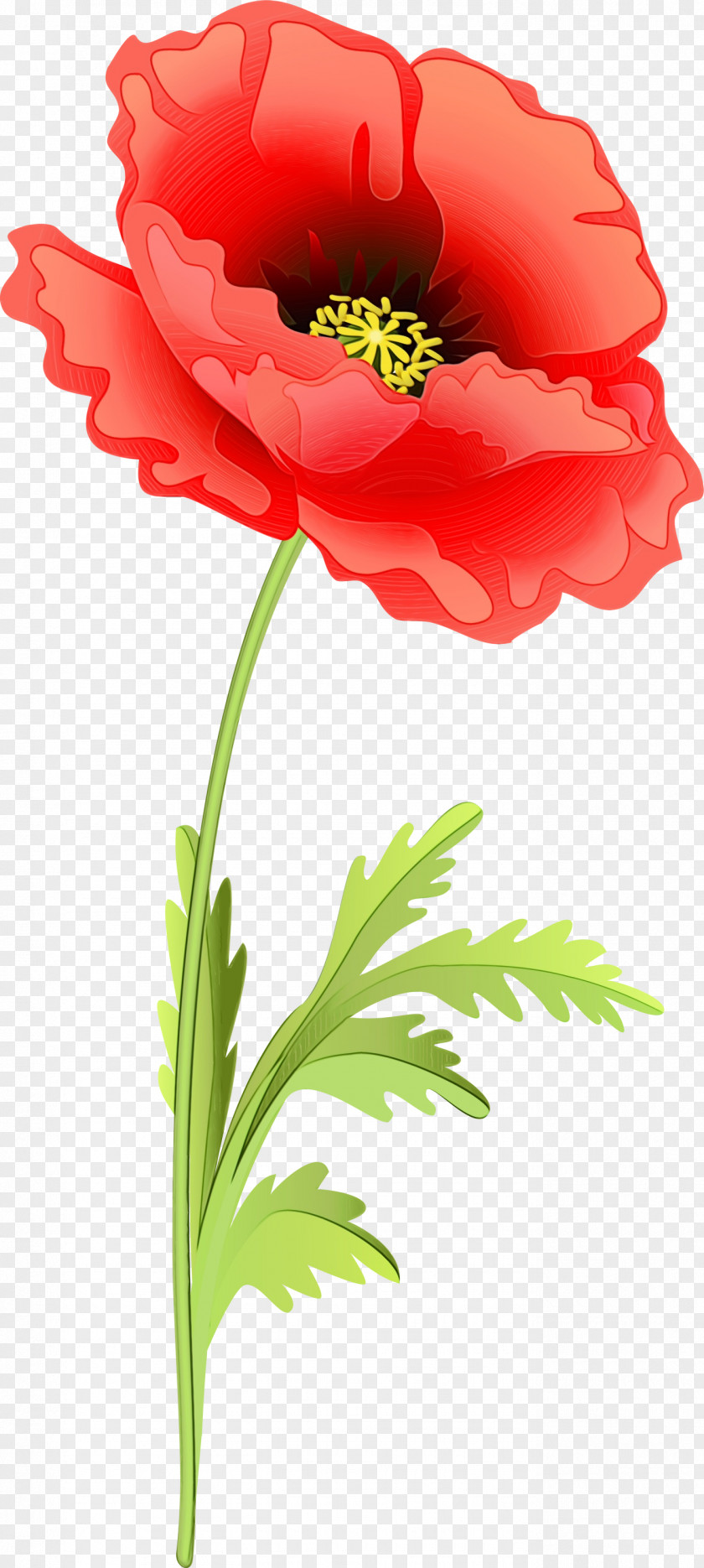 Corn Poppy Flower Flowering Plant Red Clip Art PNG