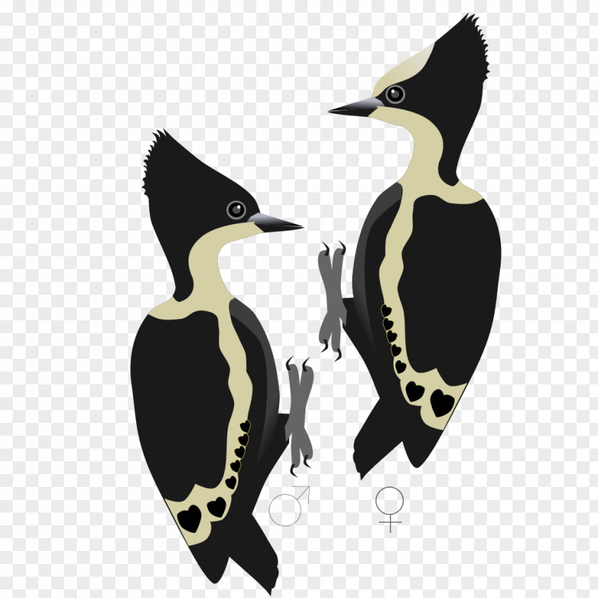 Creative Circus Penguin Ducks Waterfowl Bird PNG