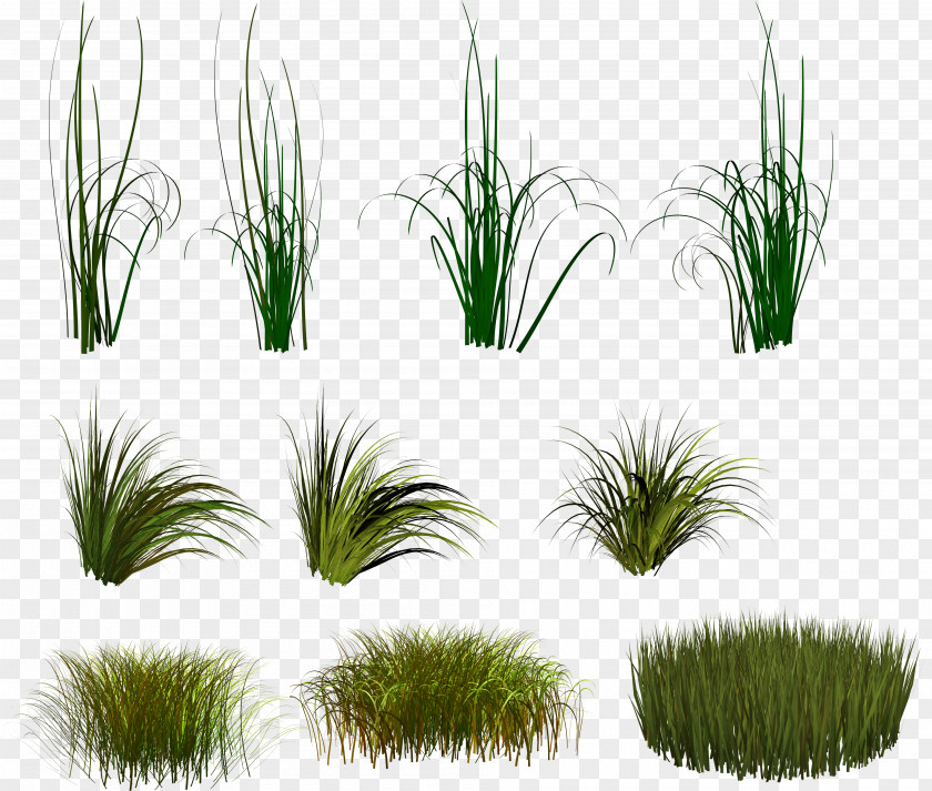 Grass Clip Art PNG