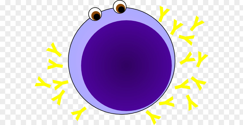 Lymphocyte B Cell T Nucleolus PNG