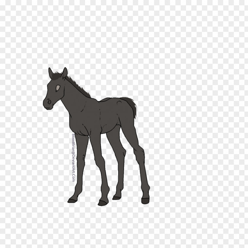 Mustang Mule Foal Stallion Colt Pony PNG
