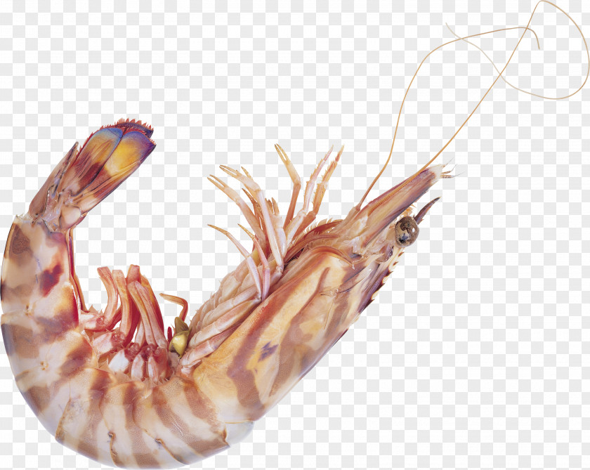 Shrimp Tom Yum Icon PNG