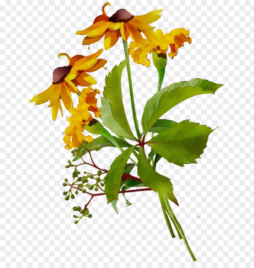 Wildflower Tagetes Flowers Background PNG