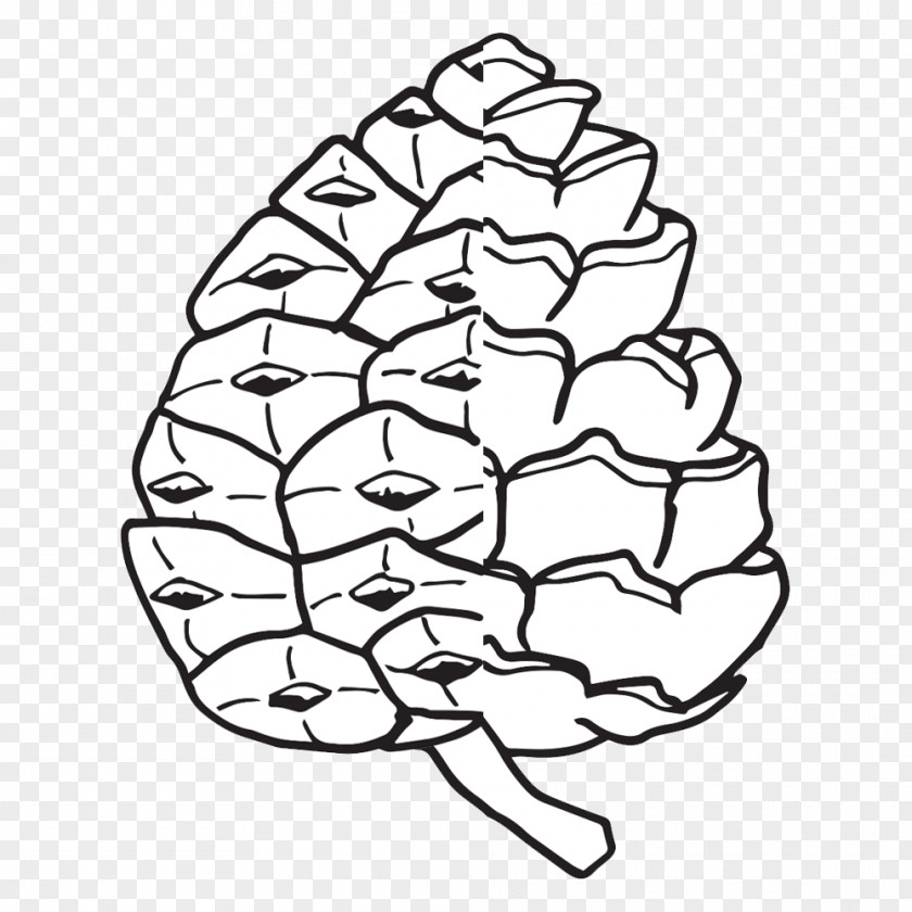 Parts Vector Conifer Cone The Life Cycle Of A Pine Tree Coloring Book PNG