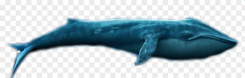 Shark Tiger Dolphin Requiem PNG