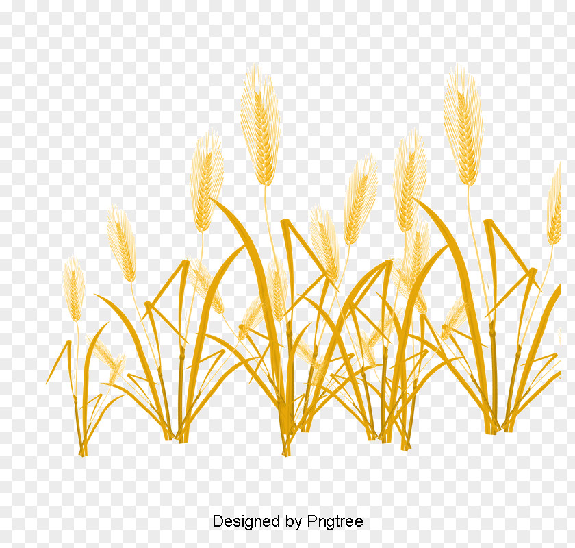 Wheat Vector Graphics Drawing Grasses PNG