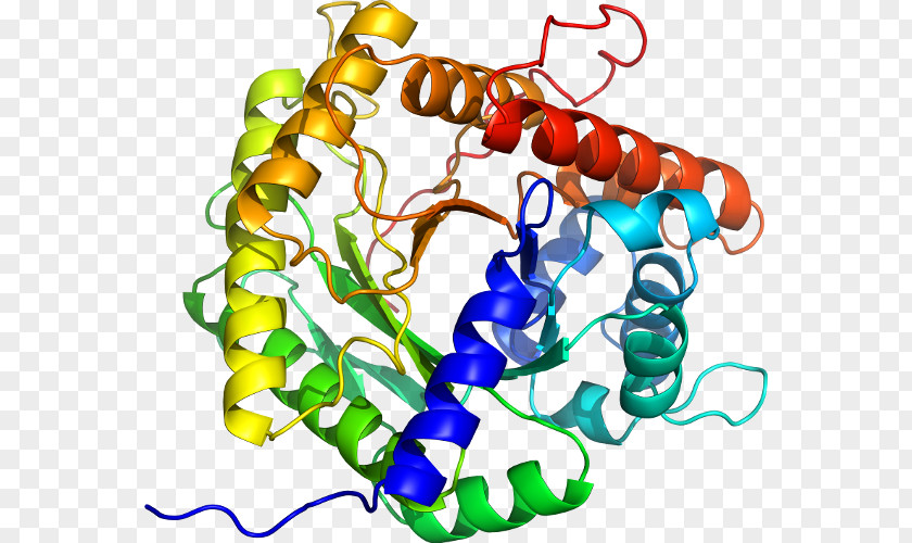 Acetylcholinesterase Butyrylcholinesterase Structure PNG