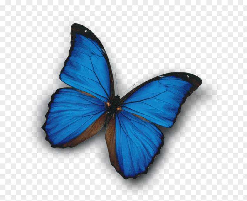Blue Butterfly White Magic Приворот Monarch Tugulymsky PNG