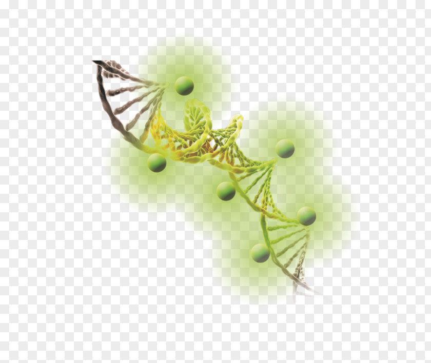 DNA Ethidium Bromide Gel Electrophoresis Of Nucleic Acids Staining PNG