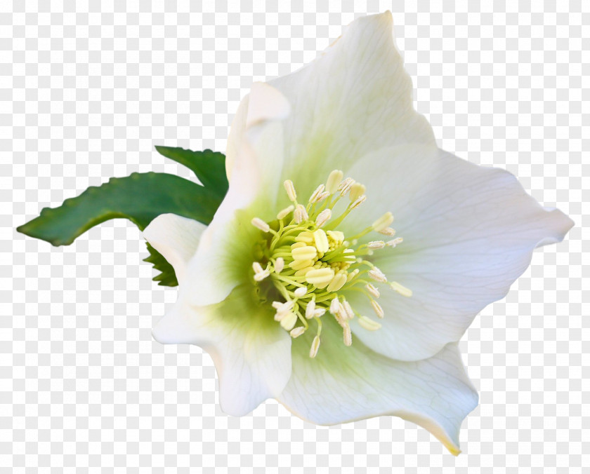 Euclidean Flower Cut Flowers Blog PNG