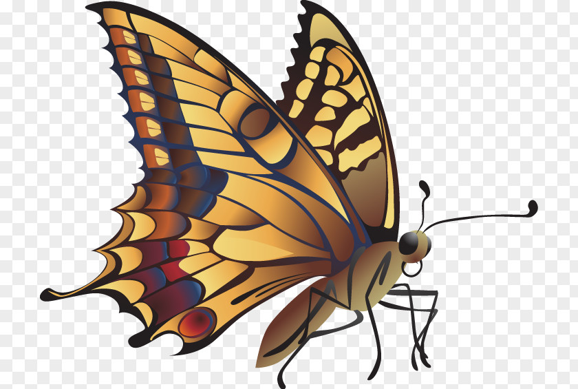 Hand Drawn Cartoon Butterfly Monarch Insect PNG