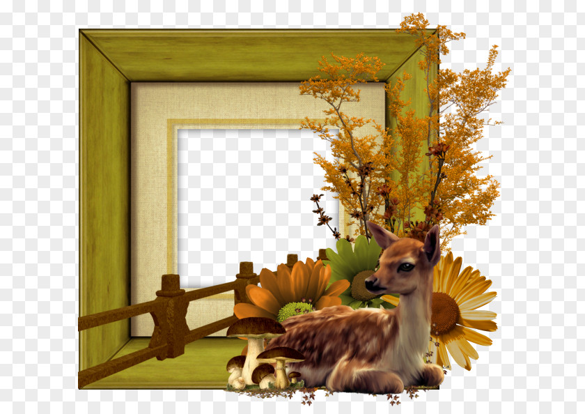 Picture Frames Clip Art PNG