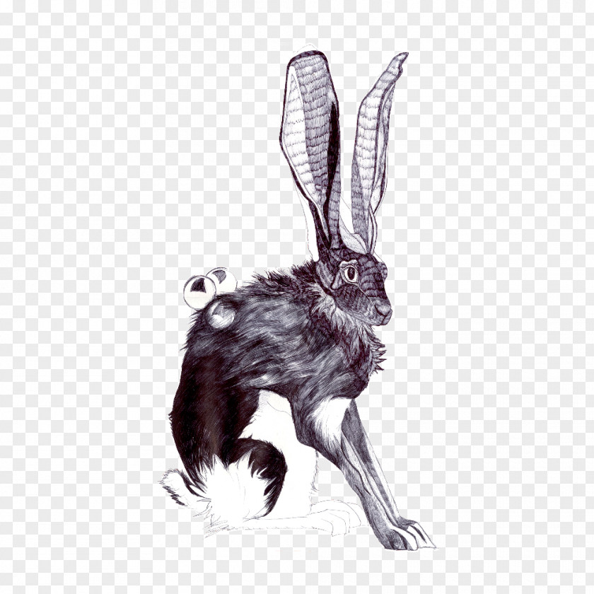 Rabbit Domestic Abziehtattoo Hare PNG
