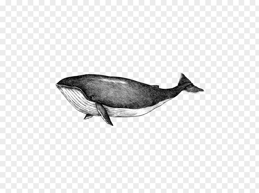 Whale Pic Whales Drawing Vector Graphics Blue Illustration PNG